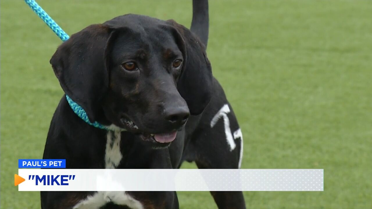 PAUL'S PETS: Meet "Mike" the dog up for adoption at the Humane Educational Society in Chattanooga